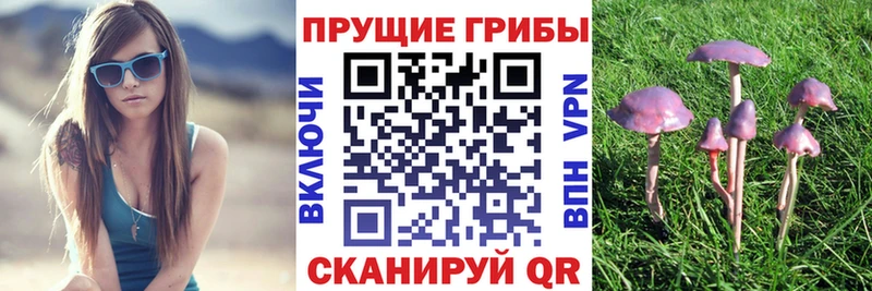 Купить  Заозёрный  Галлюциногенные грибы GOLDEN TEACHER 
